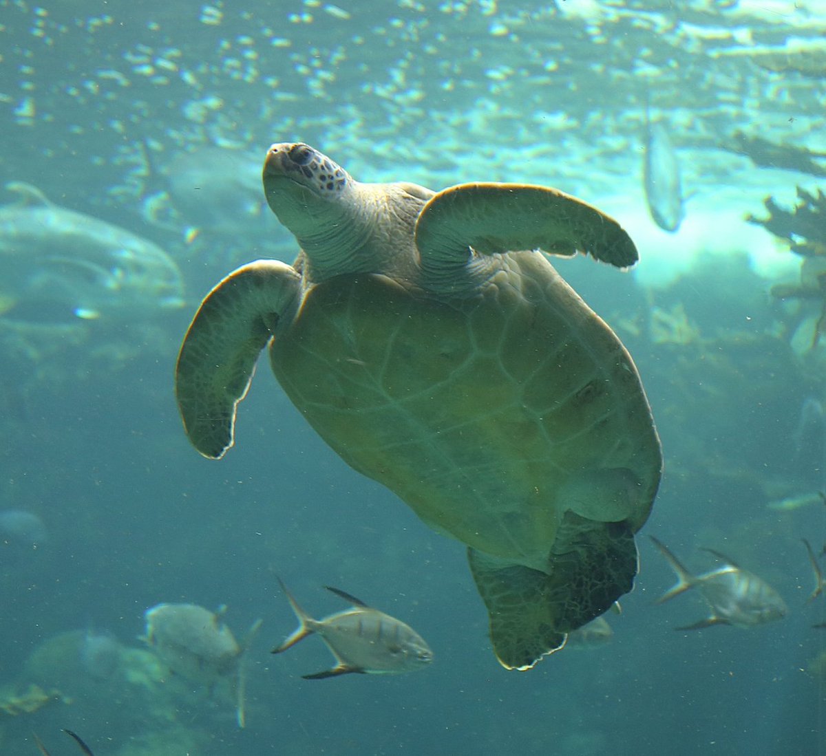 Sylvia A. Earle tweet media