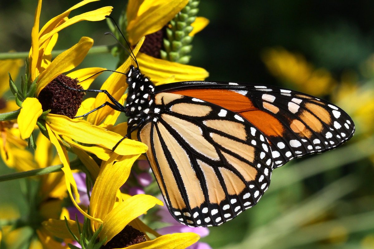 A newly emerged monarch butterfly with pristine wings in the prairie garden on sweet black-eyed Susan (Rudbeckia submentosa). #butterflies #nativeplants #Illinois #nature #photography