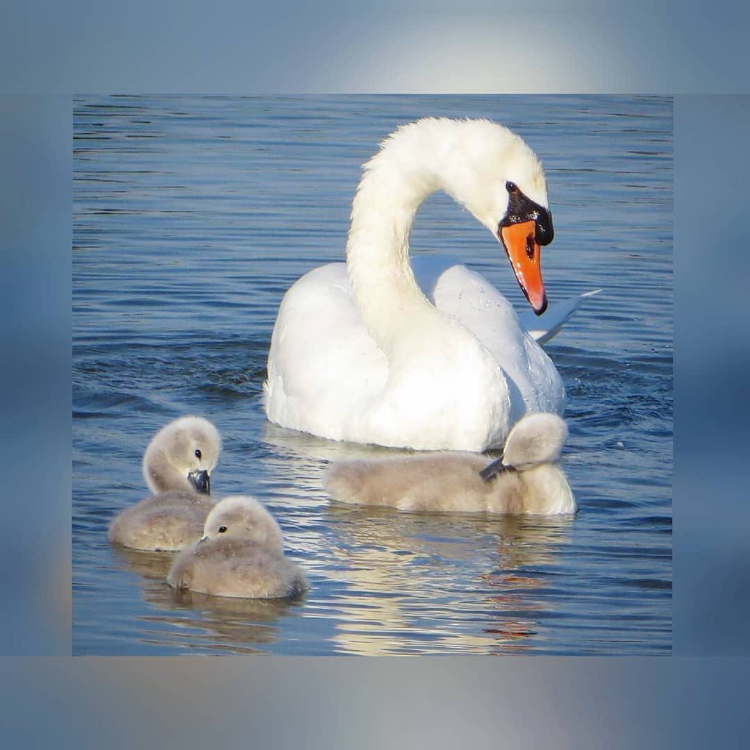 CyberLink's tweet photo. #Repost @yvonne.aan.de.wandel
· · ·
💖 #swans #swansfamily #justcute #zwanen #zwaantjes #instaswan #swansofinstagram #swanslover #swanlove #hobbyfoto #naturelover💚 #ig_bird_watchers #instapic📷 #lovenature💚 #photodirector #cyberlink https://t.co/sjPbQBaQic