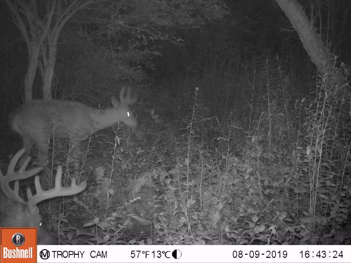 mainehuntfish's tweet photo. Only 2 more weeks till bow season!! https://t.co/aBOn8bqnJV