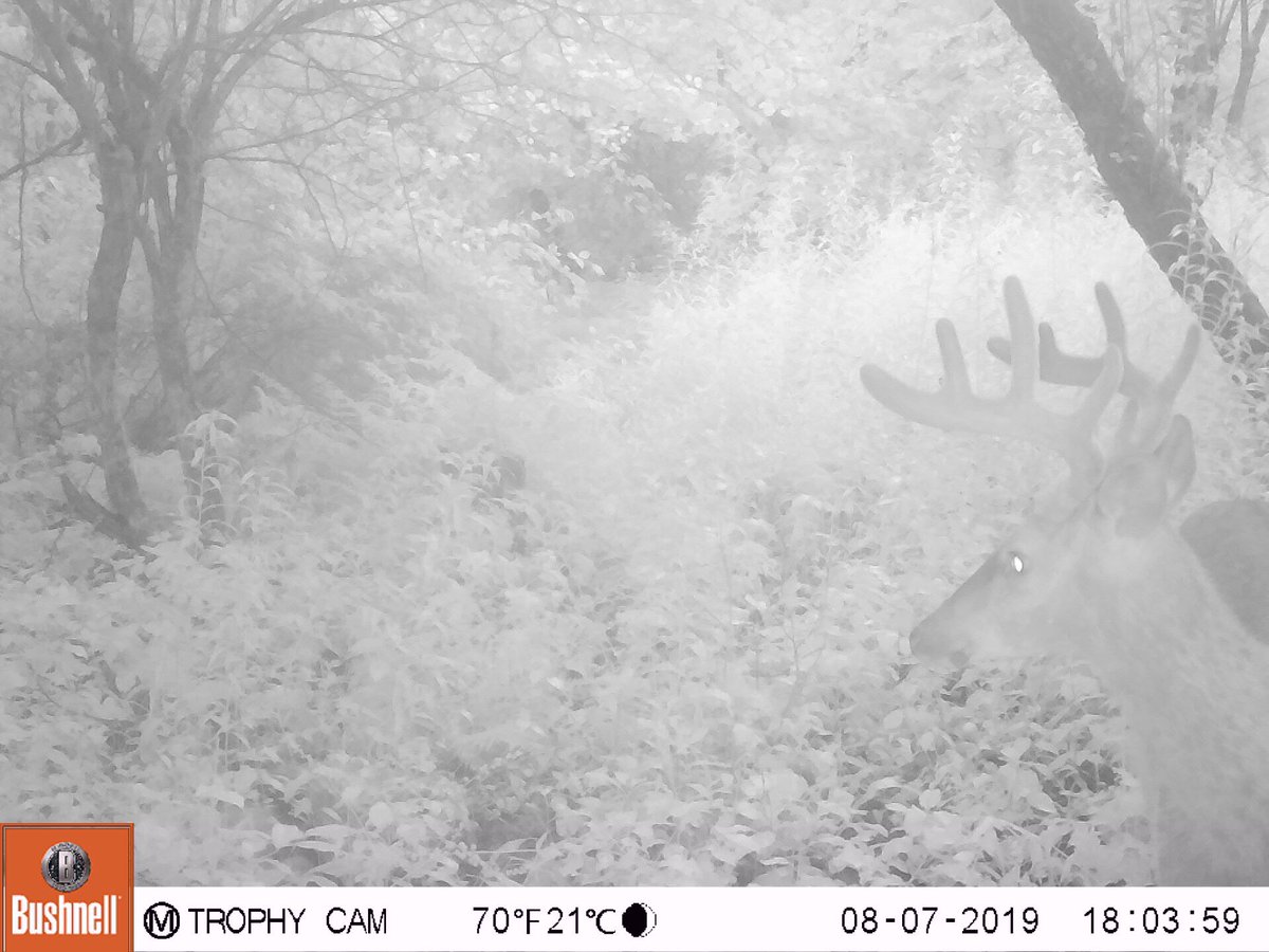 mainehuntfish's tweet photo. Only 2 more weeks till bow season!! https://t.co/aBOn8bqnJV