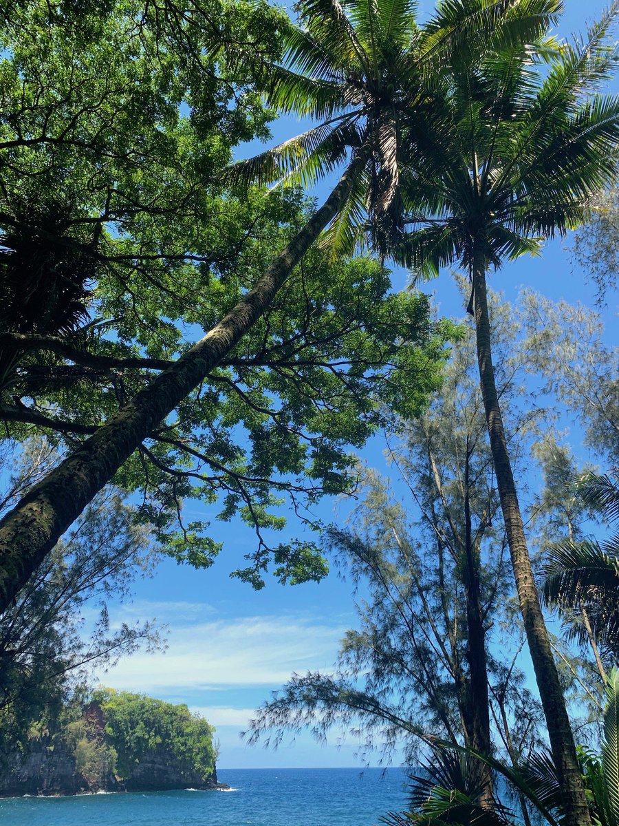 So many beautiful trees here at the Garden. Really appreciating them as we read about the enormous fires burning right now in the Amazon rainforest. #hawaiitropicalbotanicalgarden #trees #rainforest #gohawaii #lethawaiihappen