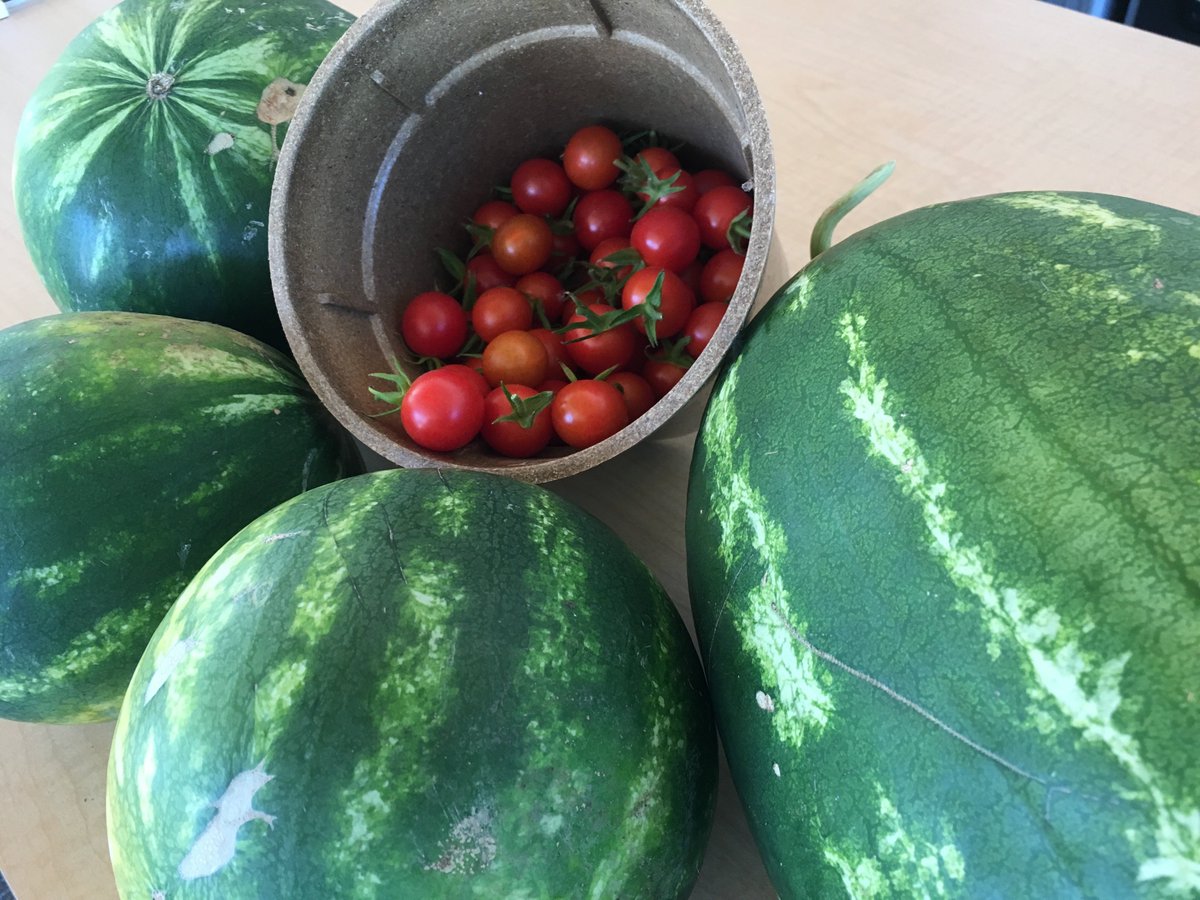 LexWildcatsLG's tweet photo. Friday afternoon bounty from the Lexington Gardens!!
#weareLGUSD https://t.co/btQJVI9IgF