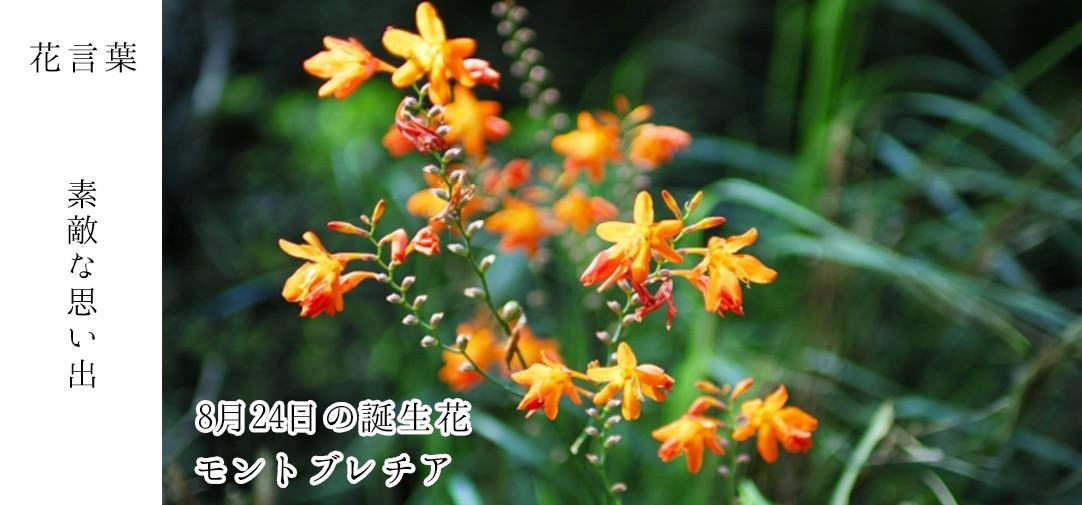 ট ইট র 花キューピット I879 Com 公式 8月24日の誕生花 モントブレチア お誕生日おめでとうございます 花言葉 は 素敵な思い出 非常に丈夫で 日本では海辺から高地までいたるところで見つかります あなたはこんな人 勝ち負けの関わる場所