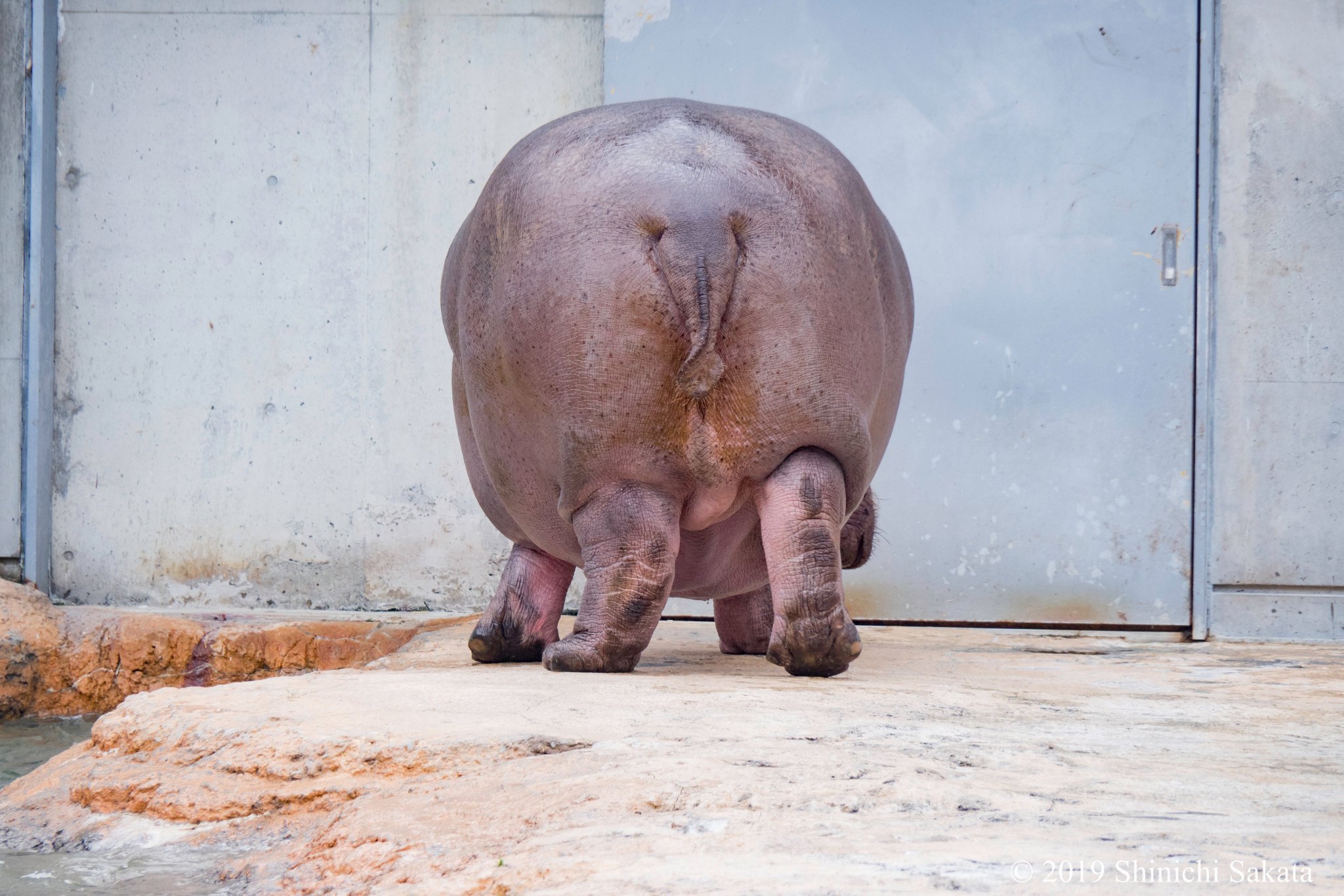 動物園写真家 阪田真一 サカタシンイチ A Twitter 豊橋総合動植物公園 のんほいパークのカバ さん ファッションショーのランウェイのような展示場でモデルウォークを見ることが出来るかも 日々ウォーキングの練習は欠かさない のかな 笑 ぷりぷり後ろ姿が 可愛い 動物園写真家 阪田真一 サカタシンイチ A Twitter 豊橋総合動植物公園 のんほいパークのカバ さん ファッションショーのランウェイのような展示場でモデルウォークを見ることが出来るかも 日々ウォーキングの練習は欠かさない のかな 笑 ぷりぷり後ろ姿が 可愛い