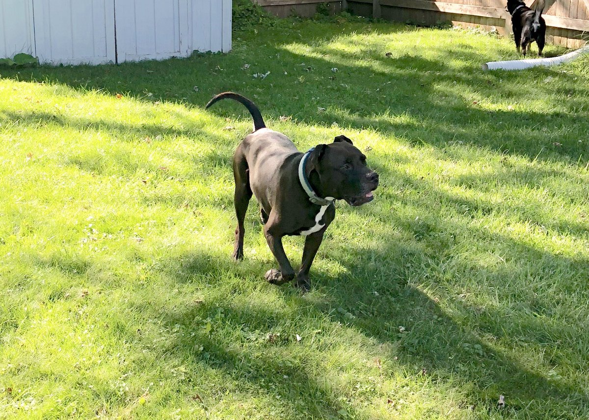 Zeus12686's tweet image. Yard stuff. #SummersAlmostOver #OnAlert