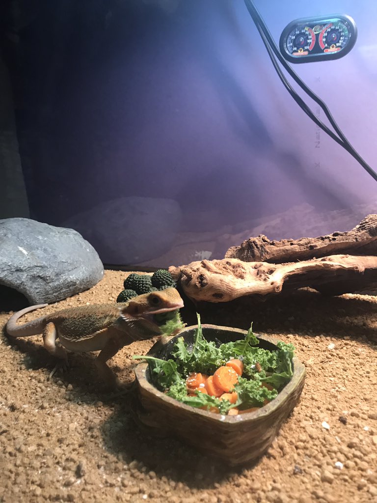 42thewolf's tweet photo. Dragon likes kale https://t.co/jImC7KqlQk