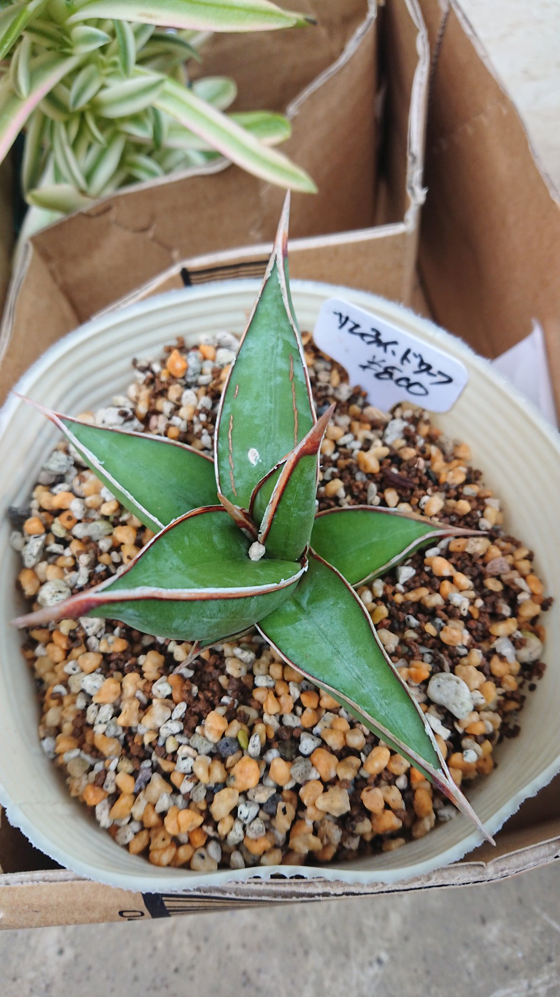 ラシクサク サンスベリア サムライドワーフって書いてあるんですけどお店の人が名前違うかもてへぺろって言ってたんですけど心当たりある人いますか たぶん違っててもそんなに育てかたに違いはないと思うんだけど T Co Ili0ss27sa Twitter