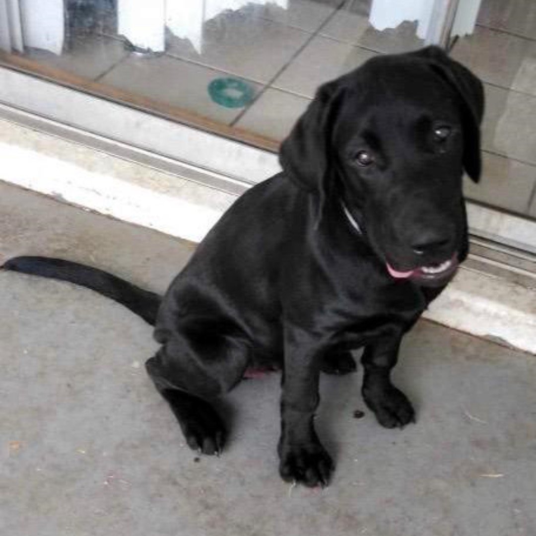 DLRR's tweet photo. This handsome devil is Max, and he's looking for his forever family! Max is a gorgeous 4.5 month old puppy, and he's going to be a big boy! If you'd like to add Max to your family, please visit our website at https://t.co/N11vBIsyjb @DLRR #rescuelabsofaz #blacklabradors https://t.co/j2nwn5IWEQ