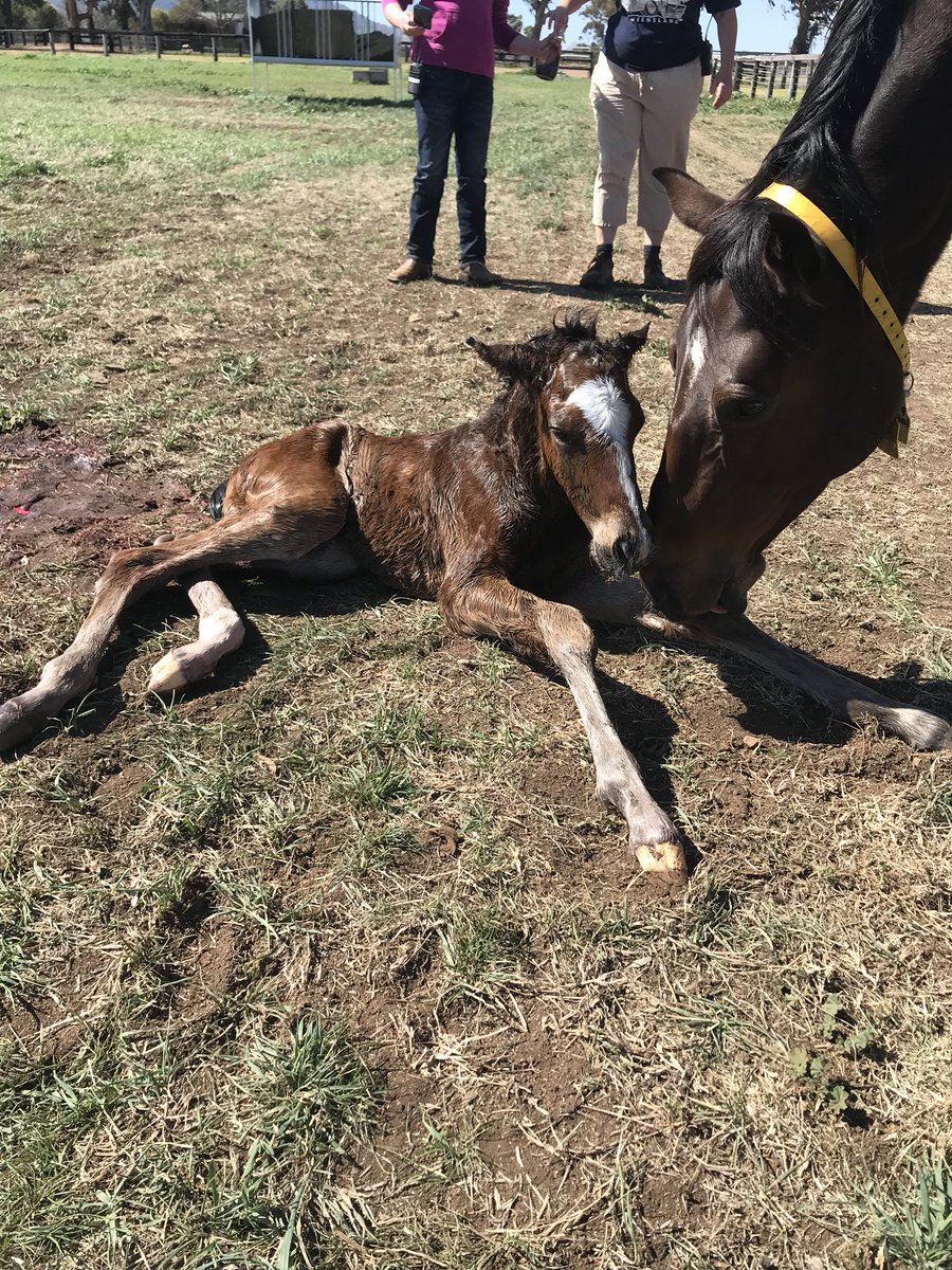 BhimaTBreds's tweet photo. Everyone is busy at the stallions parades but we just welcomed a Dundeel colt at the farm out of Medaglia d’Oro mare Ritzy, who is a half sister to dual G1 winner Fiveandahalfstar 🌟 https://t.co/I43SigI1aH