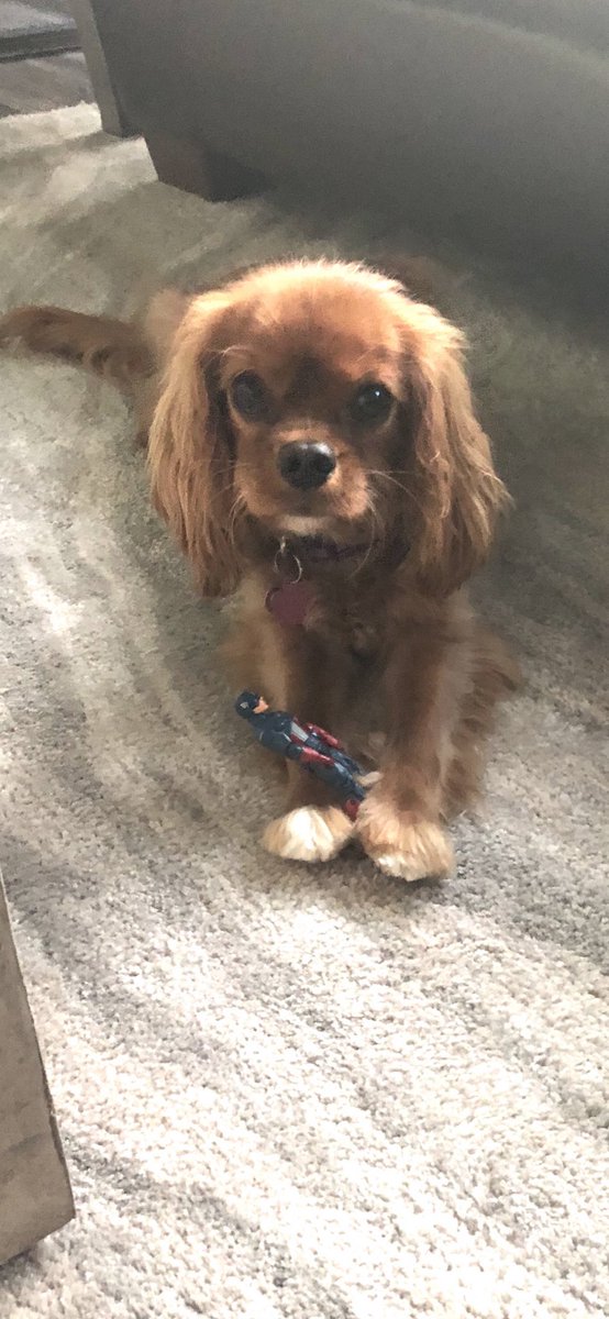 derekdkane's tweet photo. Captain America has met his nemesis @healthycavalier #rubyivy https://t.co/14wWCneSmd