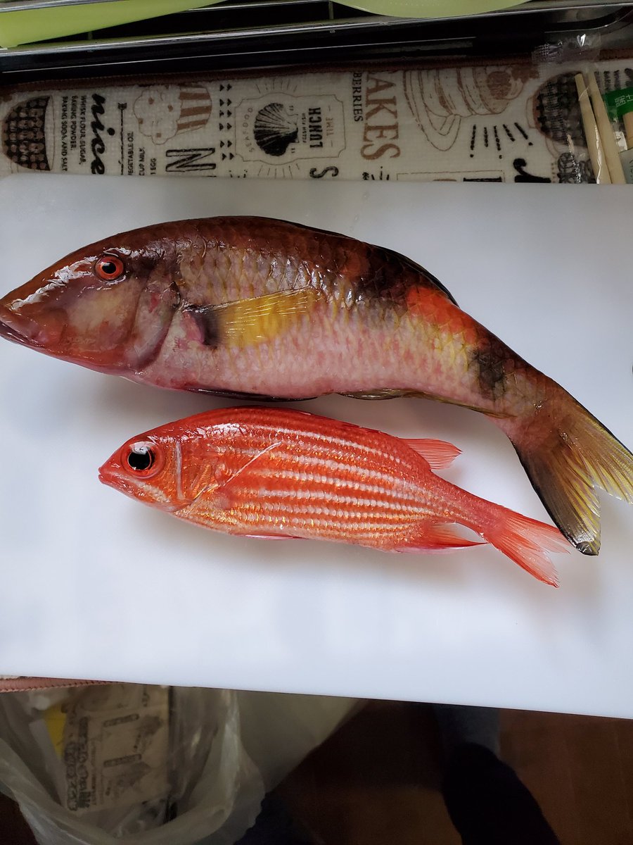 魚の名前 Sakananame טוויטר 魚の名前 Sakananame טוויטר