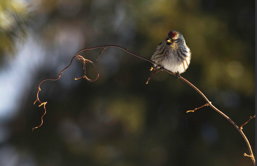 Ich bin ja überzeugt, 
daß Geduld immer gut ist
und daß nichts, was zu geschehen
im tiefsten Sinne berechtigt ist,
ungeschehen bleiben kann.

Rainer Maria Rilke
BR 14-21.341