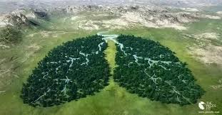 tveitdal's tweet photo. The 'lungs of the planet' are on fire
Without them we will not survive #AmazonRainforest @RainforestNORW https://t.co/abrpgWVZC7