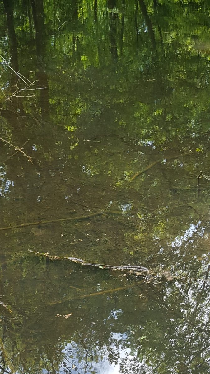 HansCuv's tweet photo. En wat te denken van de staat van de slootjes in het bos. Daar zwemt geen vis meer. Vroeger zaten de sloten in het bis vol met vis en nu staat er nog maar een paar centimeter water. https://t.co/EPq8DkVLI7