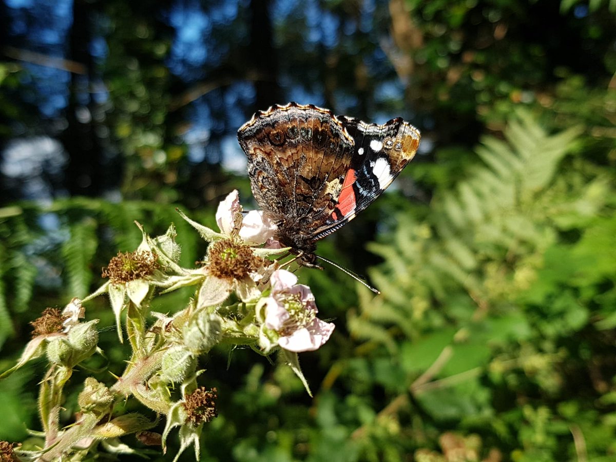 Over 2080 #butterfly records have now been submitted for #ButterflyBash #HeritageWeek but we're not done yet. We have another two days to go - keep up the effort everyone! #FillingTheGaps #ButterflyAtlas21 #ButterflyBash

👉biodiversityireland.ie/record-biodive… 🗺️📈📊🦋
