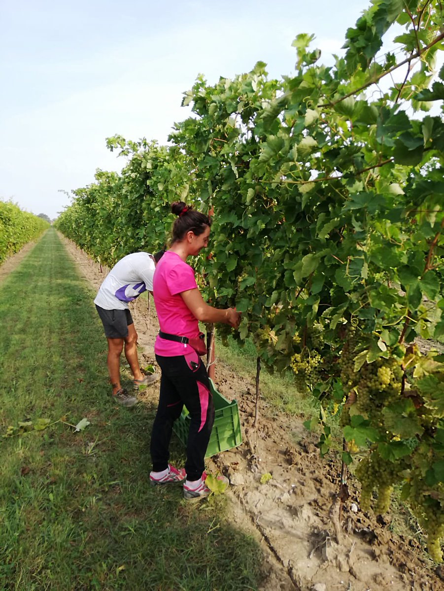 anboemo's tweet photo. .@FVGlive -

#isola di #GRADO #island -

Oggi su @il_piccolo la #vendemmia di #Fossalon e #Boscat: forse un leggero calo nella produzione ma alta qualità dell'#uva (ph. vivai #Rauscedo Fossalon) -

@abollis @LaConsiglieria @mariacr28250504 @giorgiobigi1 @CiriSince1978 @SuttoraM https://t.co/IipcvQypYu