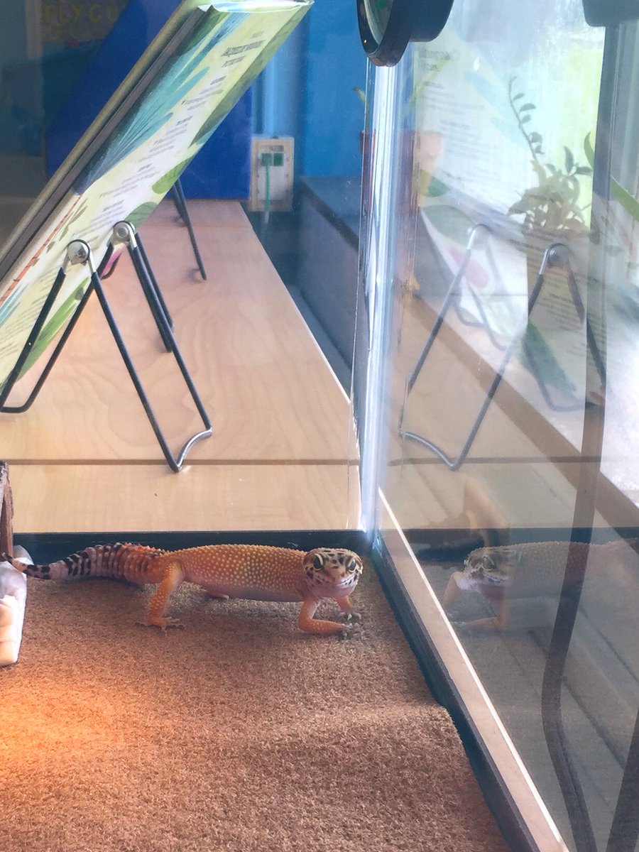 jessica_collins's tweet photo. The only picture I took at open house tonight was of Hermione the leopard gecko, but it was so exciting to meet my new #studio112 #soaringeagles ! Can’t wait for Tuesday! #NHCSchat https://t.co/gSgiHbiN23