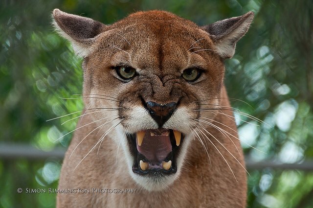 PVI_GSOC's tweet photo. Good result last night vs Churchill: 1-1 tie in storm shortened 2nd half as Lady Panthers were pressing for the lead! Next up: scrimmage @ PVI Tuesday 8/27 vs River Hill! JV at 5pm, Varsity at 645pm! Dont miss it!!πΎ#ProudToBeAPVIPanther! https://t.co/fLwIrTKbyA