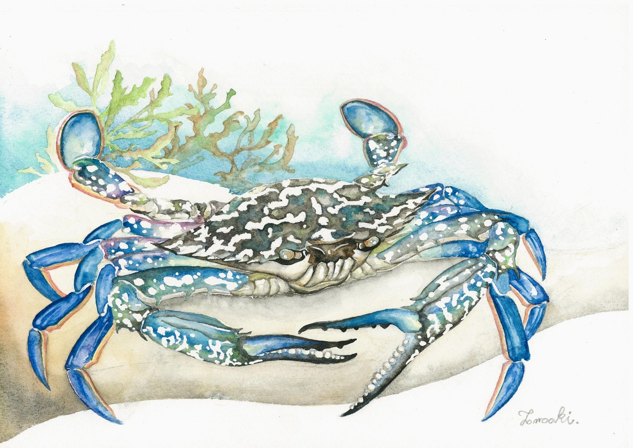 ともあき2 さっそく一枚 タイワンガザミ 別名アオガニと呼ばれる通り 鮮やかな青色のカニです 今回は少し背景を入れました F2サイズ 水彩 T Co Mxiayl3ylh Twitter