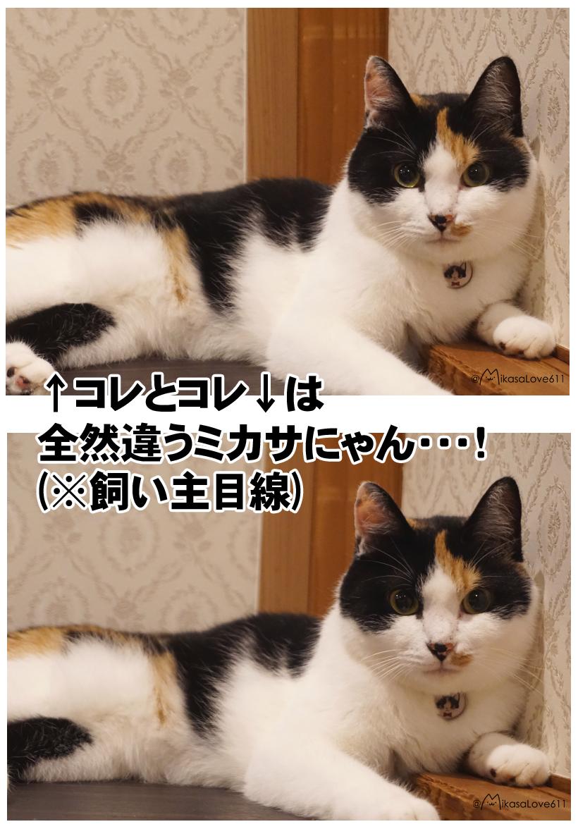 飼い猫写真のこの感覚、私だけじゃないですよね！？
ねっ！？(ﾟдﾟ)

 