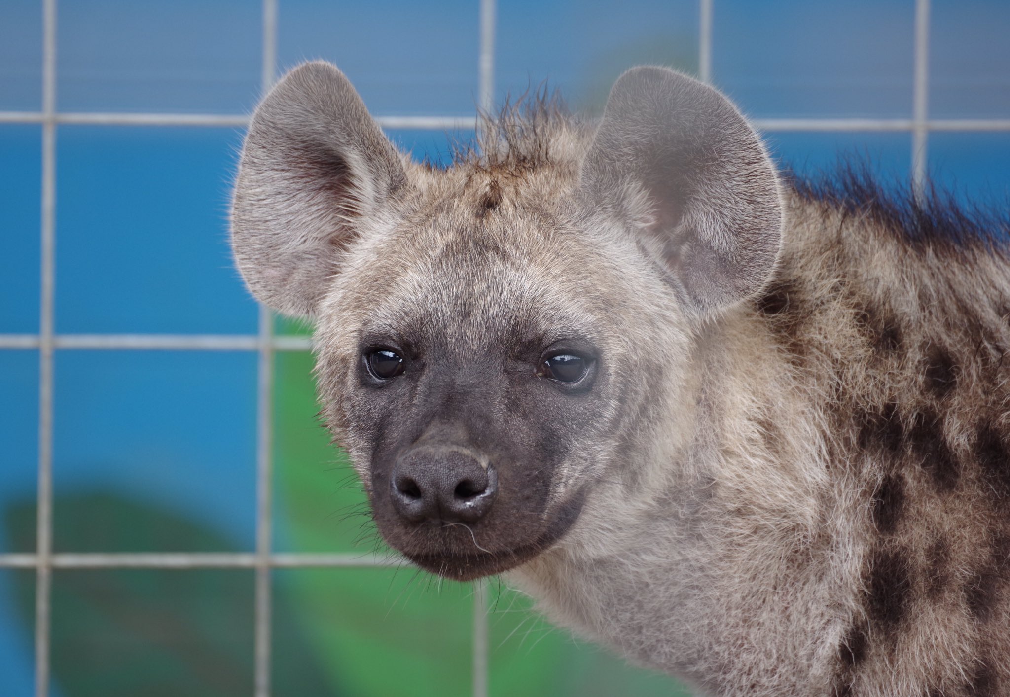 Zooライダー 三つ子ちゃんの見分けはつくようになりましたが そもそもどれがヤミー キュル ガブなのかが分からん 名前紹介の所に写真も貼って欲しい ブチハイエナ しろとり動物園 T Co Et5nqmsfm6 Twitter