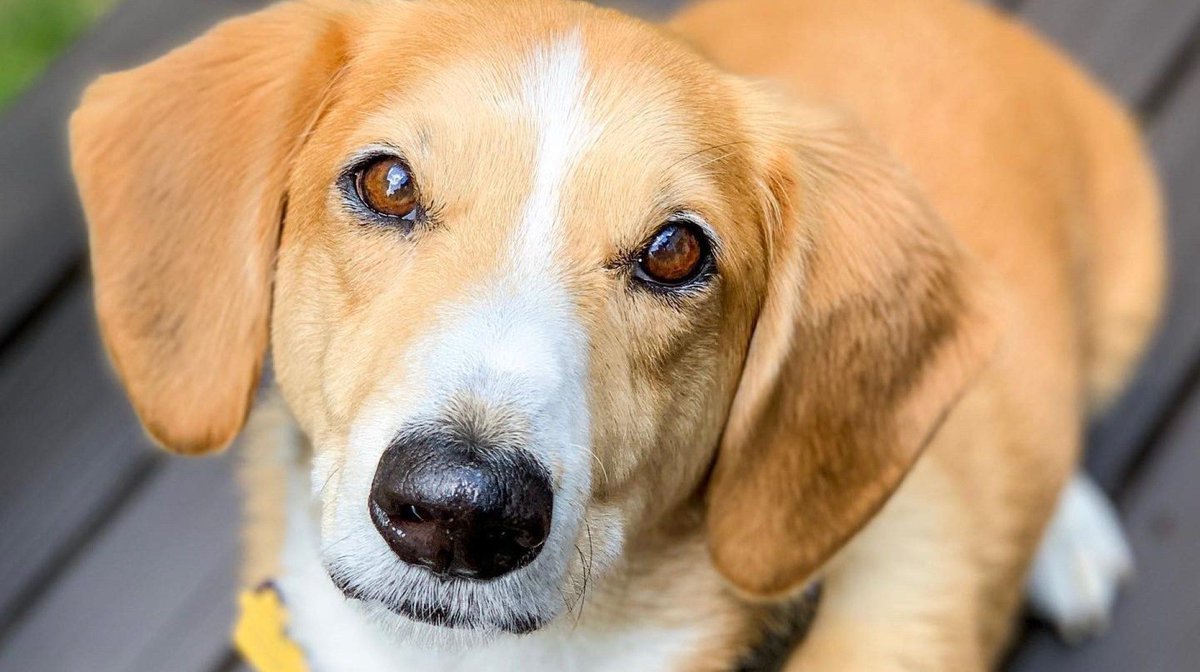 leadchangegroup's tweet image. "I’ve learned a few valuable lessons about leadership (and life, for that matter) because of Louie’s annoying habit of crossing in front of me." @danised offers some great #leadership advice ... from her dog, Louie. #leadchange buff.ly/2HiJmrJ