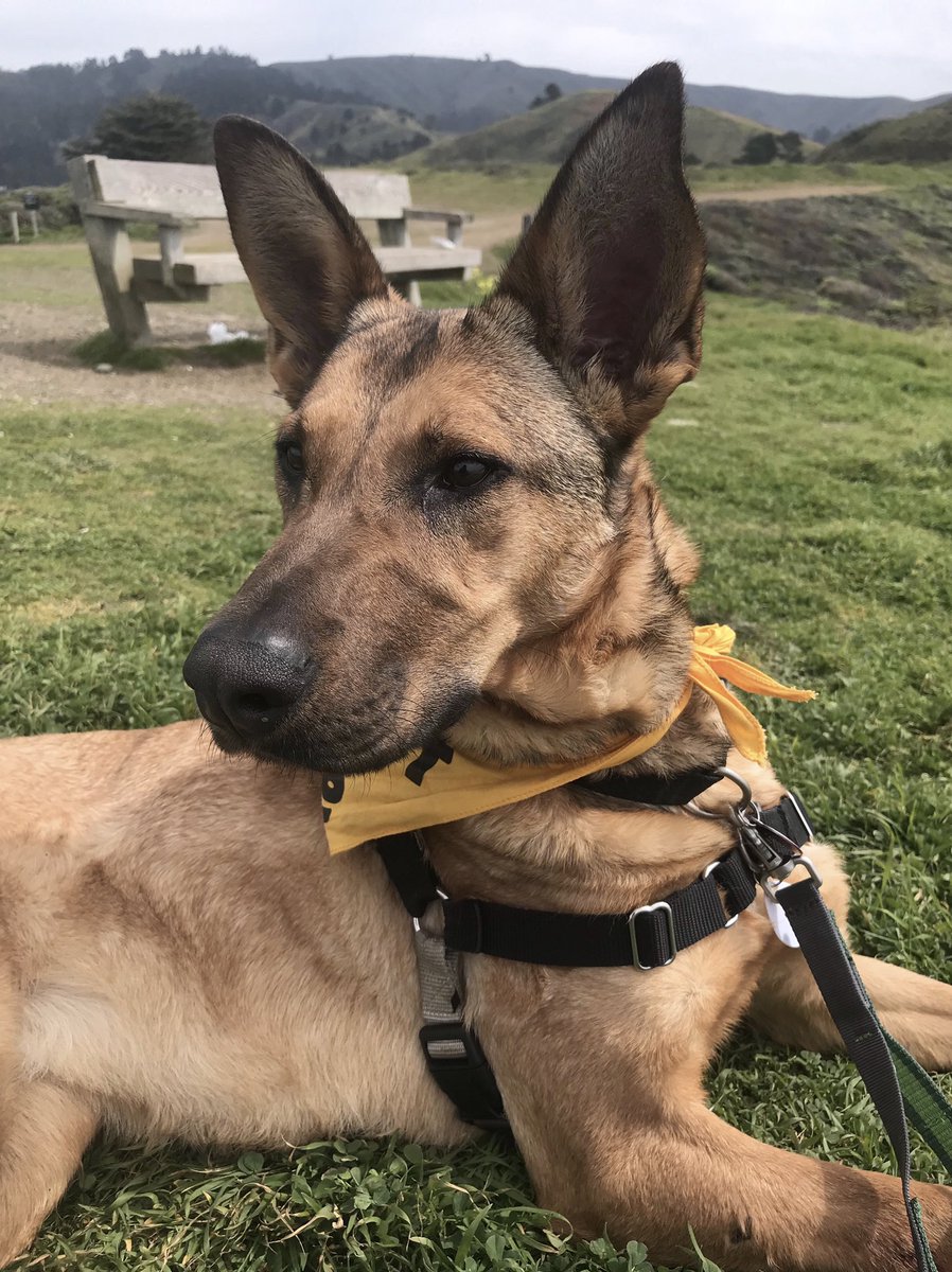 Bernal Beast tweet media