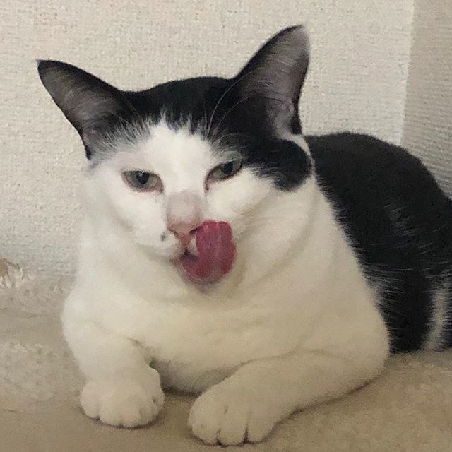 ズラ猫 hashtag on Twitter