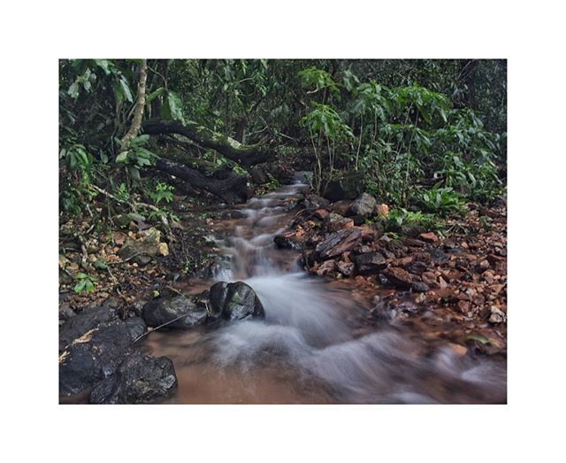 sachinbalmane's tweet photo. Little bit of experimenting, makeshift monopods and this is what I got. 
#slowshutter #ndfilter #gradnd #nikon #nikond5300 #nikon_india #nikonphotography #malnad #southindia #streams #nature #polarizer #shimoga #shivamogga #travel_karnataka #beautiful_ma… https://t.co/N4WpDl1eVV https://t.co/HP9pOok95N