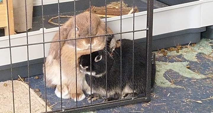 BuffyAdora's tweet photo. Hoom tweet: serious disapproval for being 'behind bars'. Erm.... https://t.co/LA5Hq2Cg2f