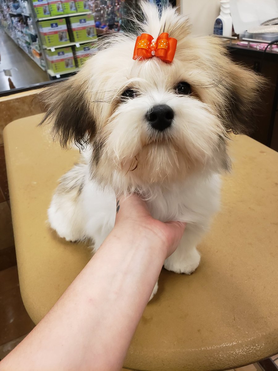 lullabellsss's tweet photo. Down side: gross trash leaked all over me.
Bright side: I got to groom this cutie today, so I guess it's fine.
#puppy #puppies #firstgroom #cutie #doggroomer #dog #dogs #grooming #groomer https://t.co/ZTGmDugYl0