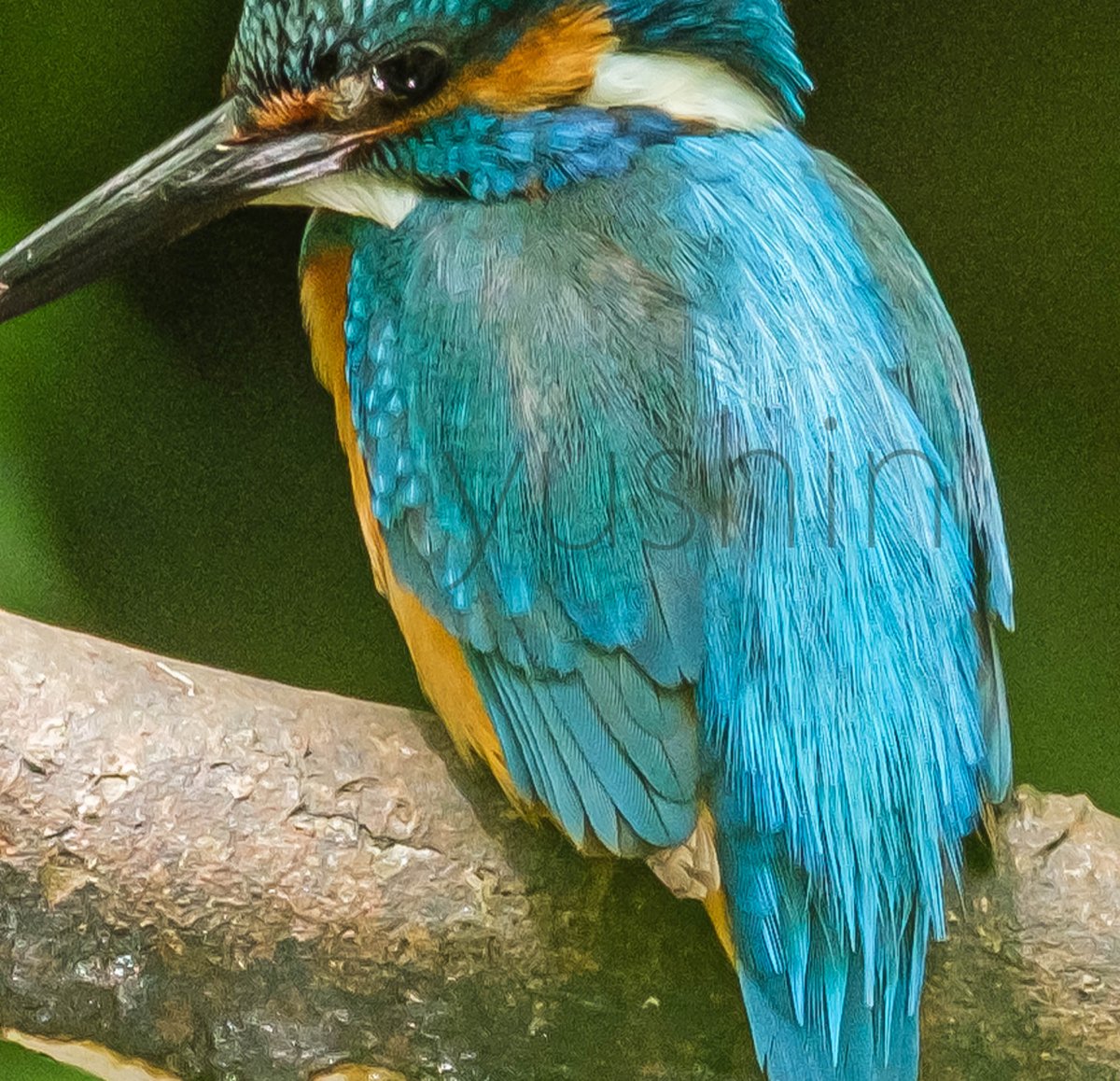yukimaru0060's tweet photo. #カワセミ #Kingfisher #fujifilm #xt3 #71fl #BORG #野鳥 https://t.co/dpRvt7EMlW