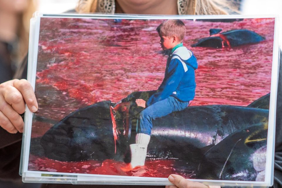 seashepherdPDX's tweet photo. Last night #seashepherdportland protested the band TYR who were playing at the Roseland theater. Why? Because the lead singer participates in the SLAUGHTER and cutting up of pilot whale meat.

#endtheslaughter @tyrband #seashepherd #sscs #FaroeIslands https://t.co/y1lawB0ptW