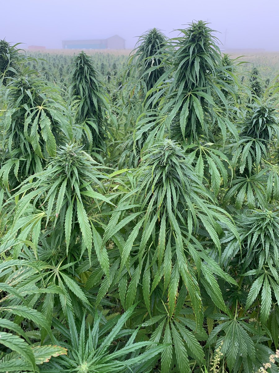 terriblumes's tweet photo. Small #hemp field + just one guy https://t.co/7rrlCiSVEo