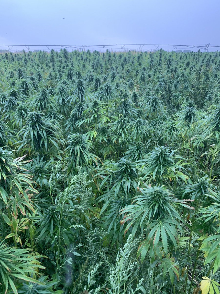 terriblumes's tweet photo. Small #hemp field + just one guy https://t.co/7rrlCiSVEo