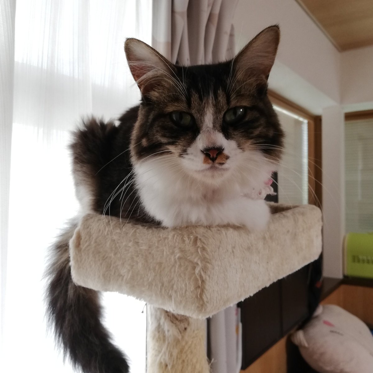 milkmome's tweet photo. モカピ😺いつも元気！ https://t.co/1R8kDvTAU0