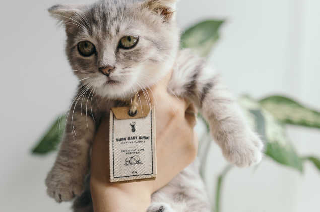 justlocalbus's tweet image. Are you keeping up to date on your animals annual veterinary check ups? Why you should, and what to expect.

justlocalbusiness.com/articles/govet…

#petcare #veterinarycheckups #routine