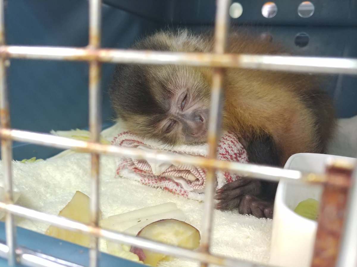 フサオマキザルの赤ちゃん