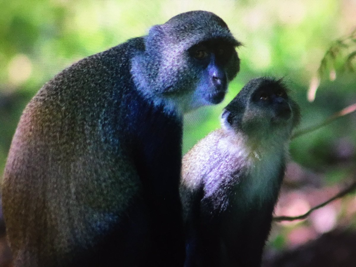 ZanzRedColobus's tweet photo. Today is also the last day here for Kate Hampson. Together with her field assistant Mwinyi Abdalla she spent the last 2 mo following groups of Sykes monkeys in the forest and shambas to understand when and why they interact. Thanks to the Bangor Fund @BangorUni for the support! https://t.co/oyRPOsDQTc
