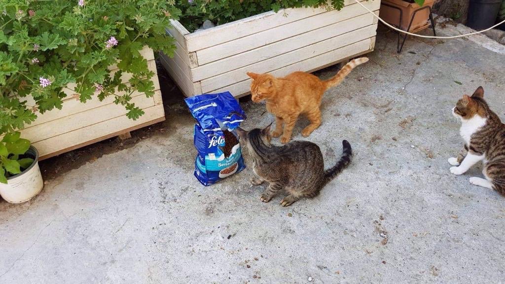 theotherwok's tweet photo. Happy #caturday Pics von unserem letzten Futtertransport nach Samos. Hilft doch mit! Link in bio!  #tierhilfe #caturdaycuties #caturdays https://t.co/YYOEBgdMAB