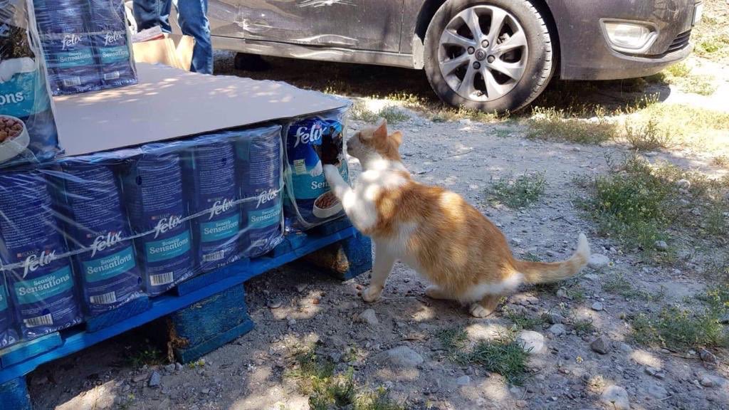 theotherwok's tweet photo. Happy #caturday Pics von unserem letzten Futtertransport nach Samos. Hilft doch mit! Link in bio!  #tierhilfe #caturdaycuties #caturdays https://t.co/YYOEBgdMAB