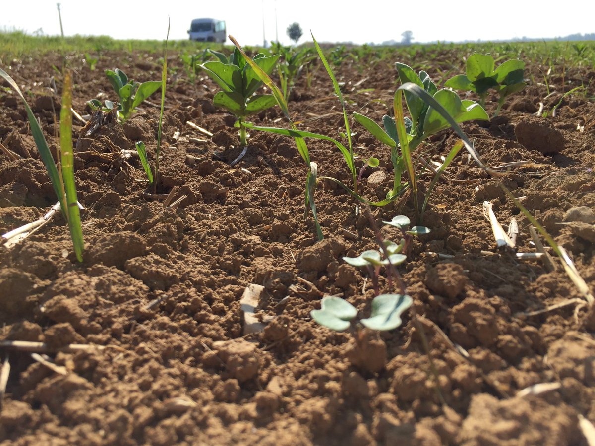 Cette année, j’expérimente la technique de la culture associée (féverole) pour l’implantation de mon colza
Objectifs:
- perturber les insectes pour éviter d’intervenir avec insecticides
- capter de l’Azote pour mieux nourrir nos colzas

Affaire à suivre 
Résultat en juillet 2020