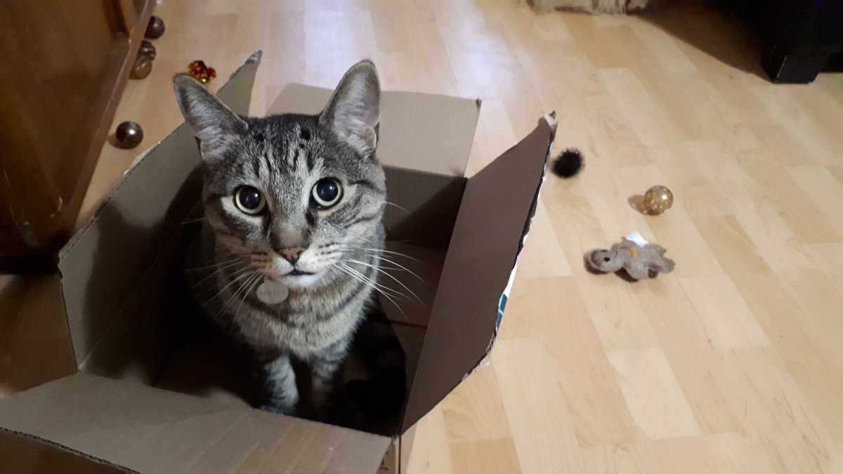 SpiritStKitts's tweet photo. That moment when you spend all you money on toys and all he cares about is the box....
#Caturday https://t.co/KxkJJXfVuc