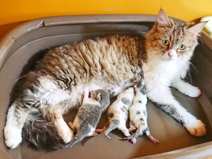 22年版 栃木県でおすすめの猫カフェ6選 猫に会えるカフェ1選 猫カフェナビ