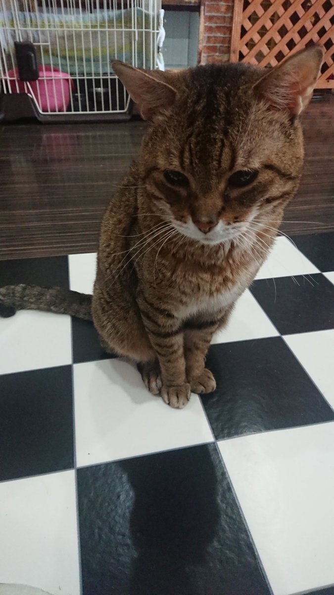 Munch_cat_v's tweet photo. カフェ内で  #里親募集中 の子たち。
またここには出られない子も沢山いますし保護された理由は様々です。

猫をお迎えしようかな、ショップに行ってみようかなと思ってる方は、ぜひ一度保護猫を検討ください。

質問等は直接お店まで📞

#猫 #保護猫 #保護猫カフェマンチカン #鶴橋 https://t.co/TPe7YeOMK3