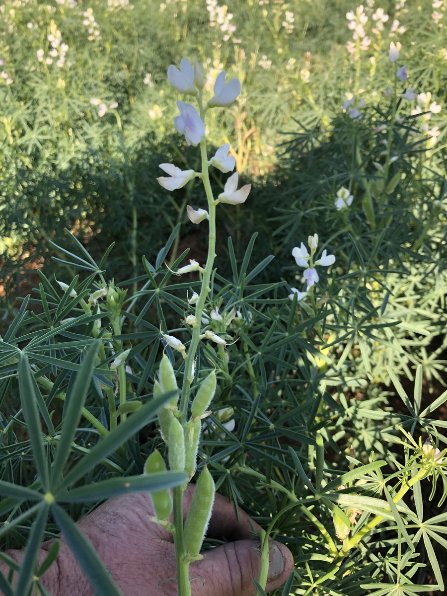 Question?  Lupins flowering nicely, why do they drop or abort flower/pod sets?
Nil stress, 4kgs MnSo4 applied early flowering.