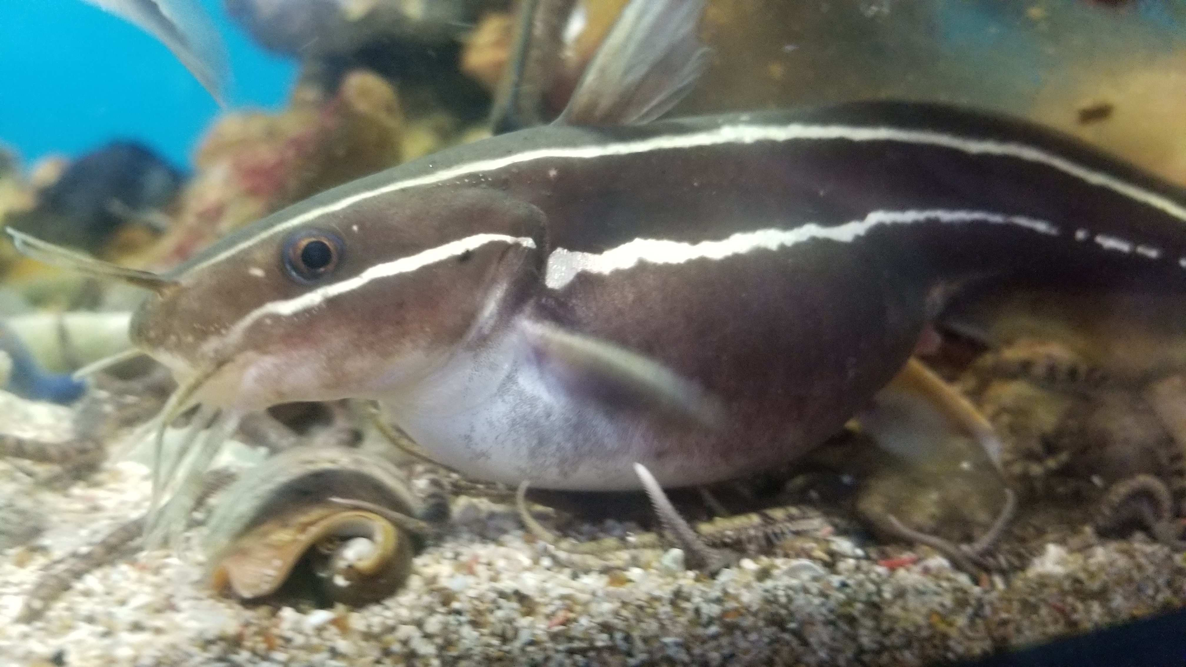 足立区生物園 バックヤードで飼育中のゴンズイです お腹がはち切れそうなくらいまんまるです D 生物園 足立区 ゴンズイ T Co Ky1au903bb Twitter