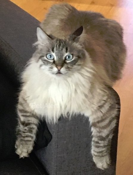 Missing Animaux 81 24 08 19 Perdus 1 Chatte Blanc Tigre Poils Longs Caipi 1 Chat Roux Blanc Gros Chat A Brens Rue Des Treilles Tel 06 66 53 06 Tarn T Co Hdtr2loqo5