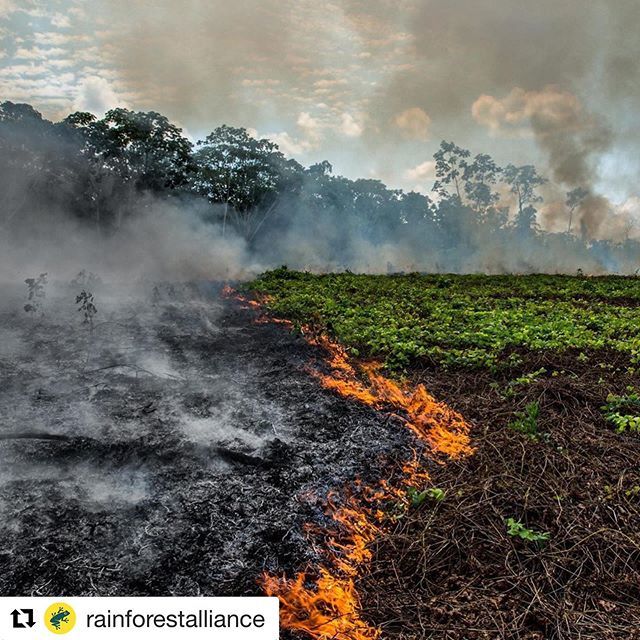 #Repost @rainforestalliance (<a href="/get_repost/">Repost</a>)
・・・
The lungs of the Earth are in flames. 🔥 The Brazilian Amazon—home to 1 million Indigenous people and 3 million species—has been burning for more than two weeks straight. There have been 74,000 fires in the Brazilian Amazon si…